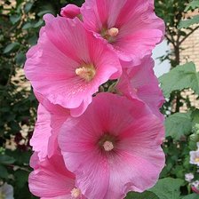 Схема вышивки «мальва»