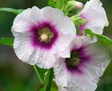 Схема вышивки «мальва»