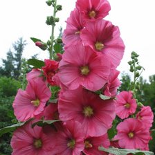 Схема вышивки «мальва»