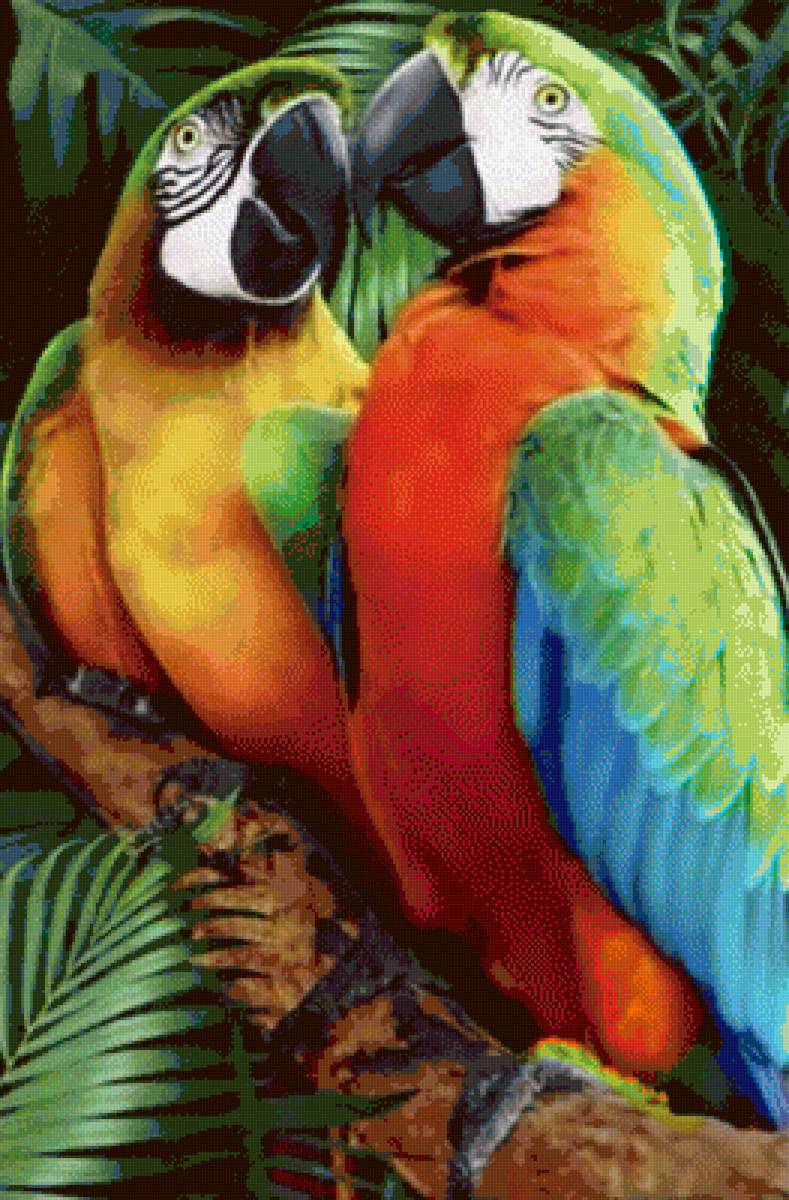 Попугаи - попугаи, лето, яркое - предпросмотр