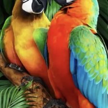 Схема вышивки «Попугаи»