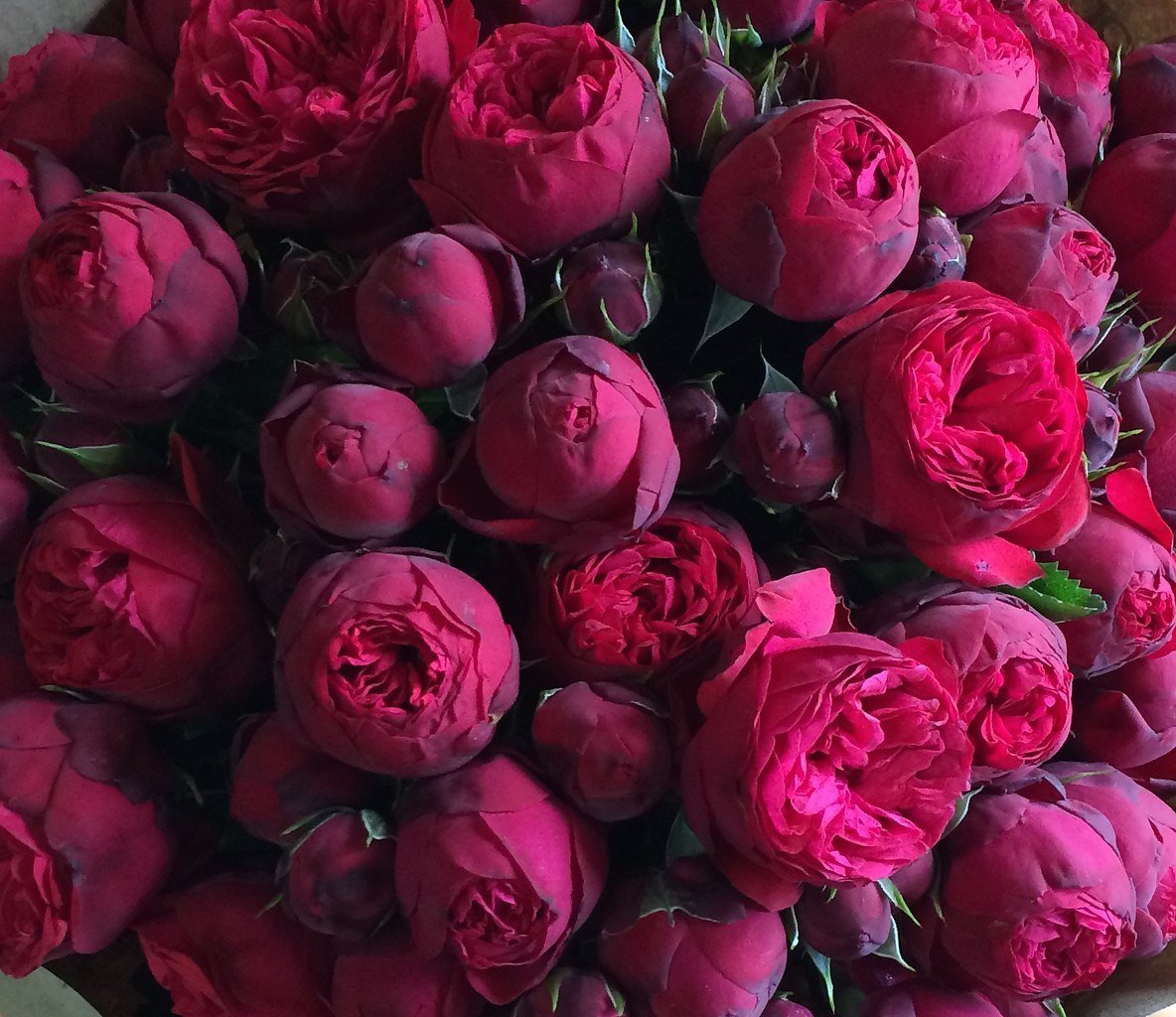 пионы - оригинал