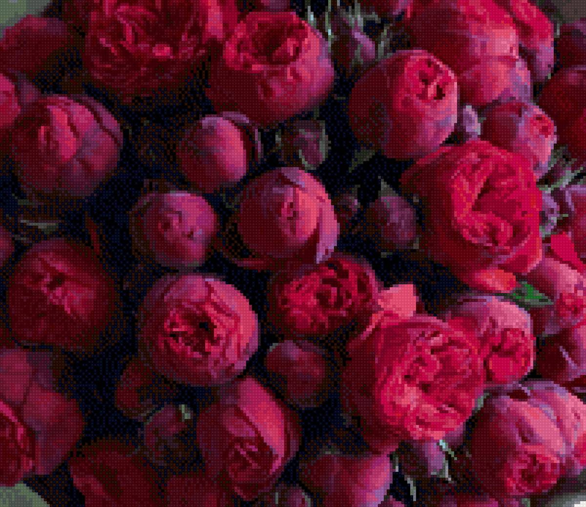 пионы - предпросмотр