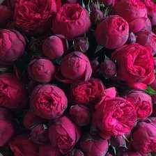 Схема вышивки «пионы»