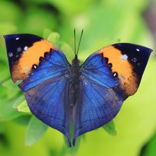 Схема вышивки «№2782180»