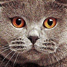 Схема вышивки «кошка10»