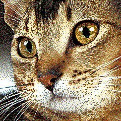 кошка11 - кошка, живопись, котенок, картина, кухня, кот, животные - оригинал