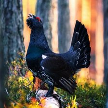 Схема вышивки «Глухарь»