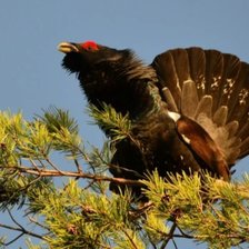 Схема вышивки «Глухарь»