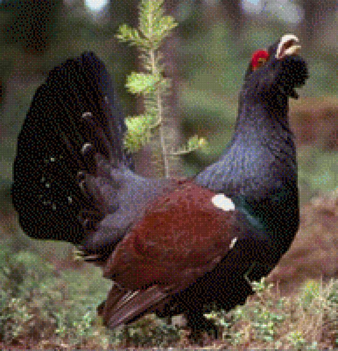 Глухарь - глухарь - предпросмотр