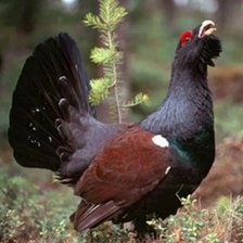 Схема вышивки «Глухарь»