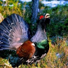 Схема вышивки «Глухарь»