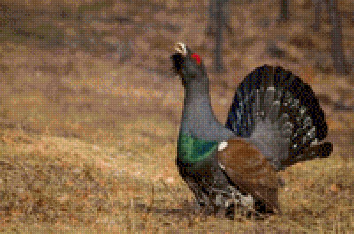 Глухарь - глухарь - предпросмотр