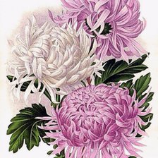 Схема вышивки «Хризантемы для»