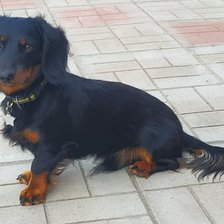 Схема вышивки «Таксик Максик»