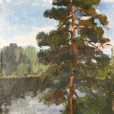 Сосны. Михаил Липатов