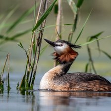 Схема вышивки «Птица Поганка (Чомга)»