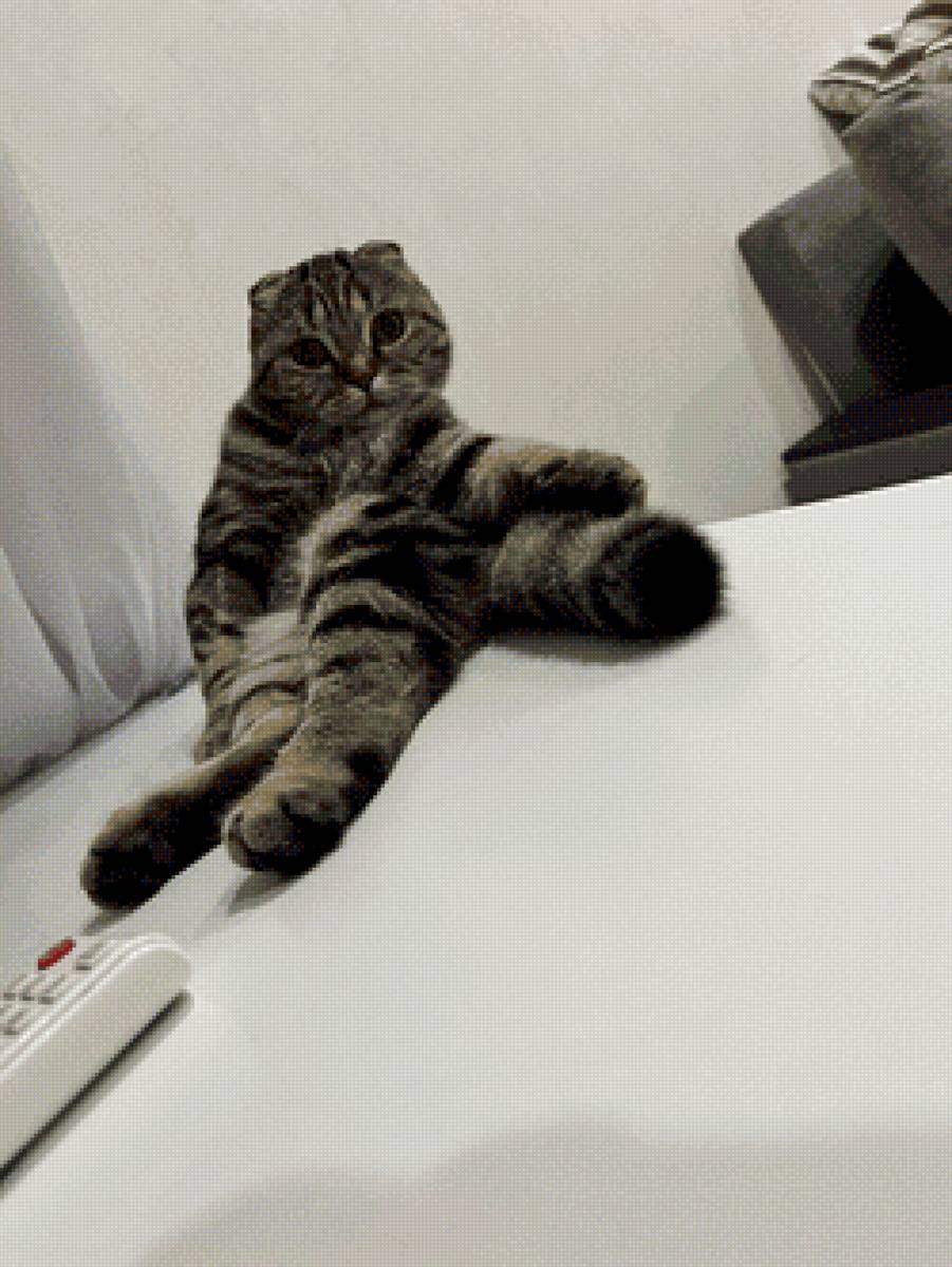 Шотландская кошка - шотландский кот - предпросмотр