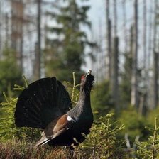 Схема вышивки «Глухарь»