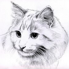 Схема вышивки «КРАСАВЧИК КОТЕЙКА»