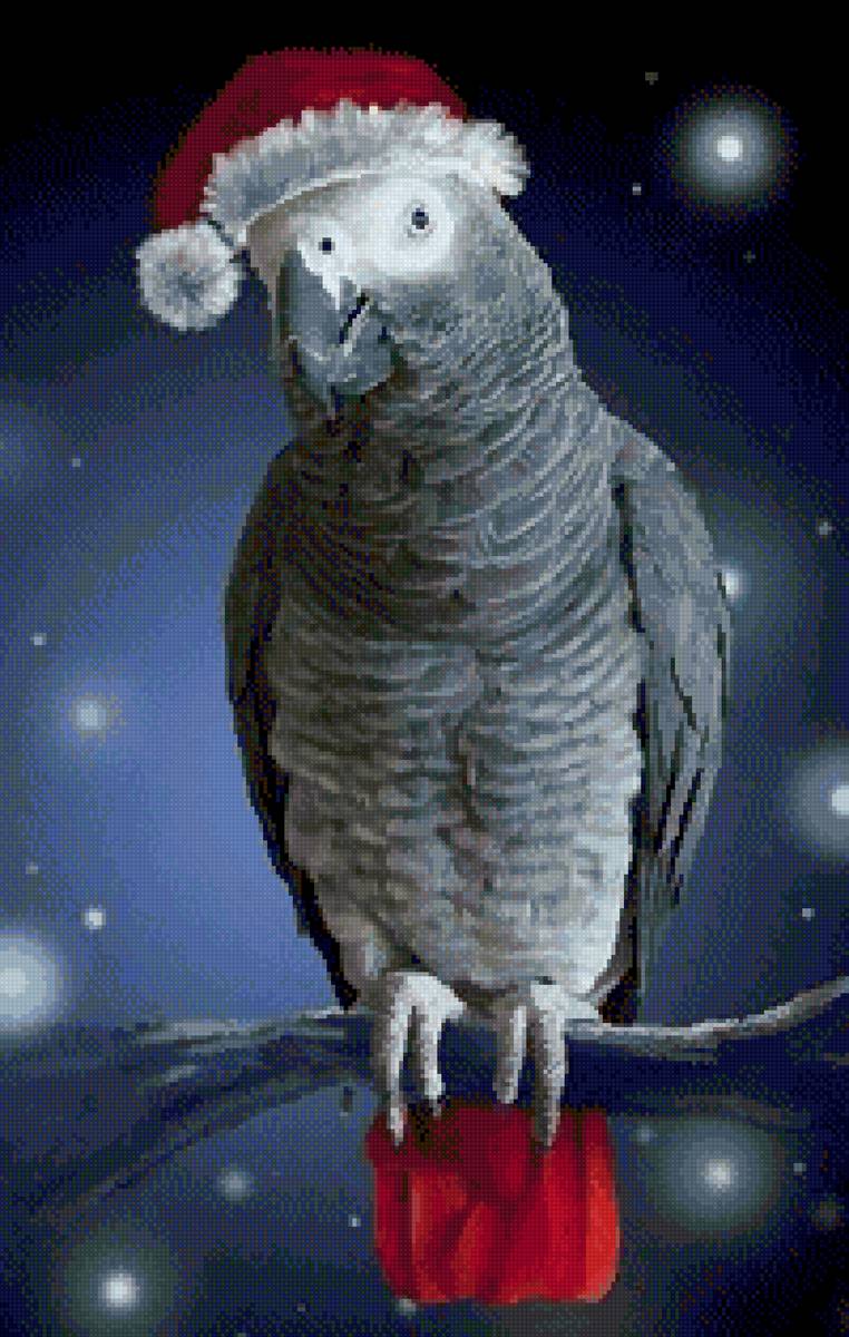 Попугайчик - предпросмотр