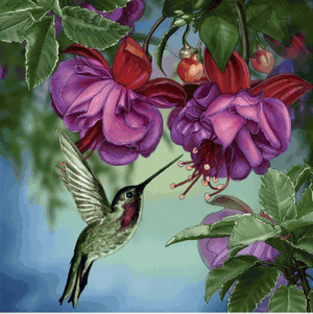 Колибри - птицы - предпросмотр