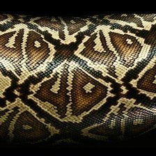 Схема вышивки «Питон»