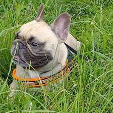 Схема вышивки «Французский  бульдог»