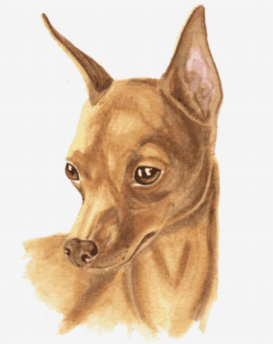 цвергпинчер Бося - цверг пинчер собака - предпросмотр