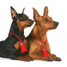 Схема вышивки «парочка»