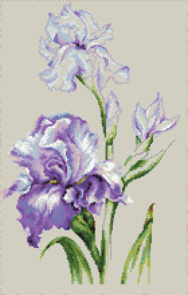 №2787202 - ирисы, до 240 крестиков - предпросмотр