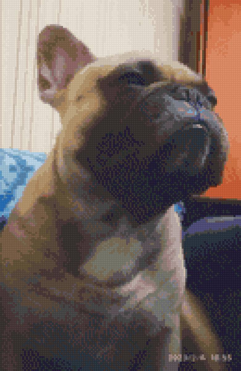 Серьезный французский бульдог - французский бульдог - предпросмотр