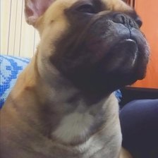 Схема вышивки «Серьезный французский бульдог»