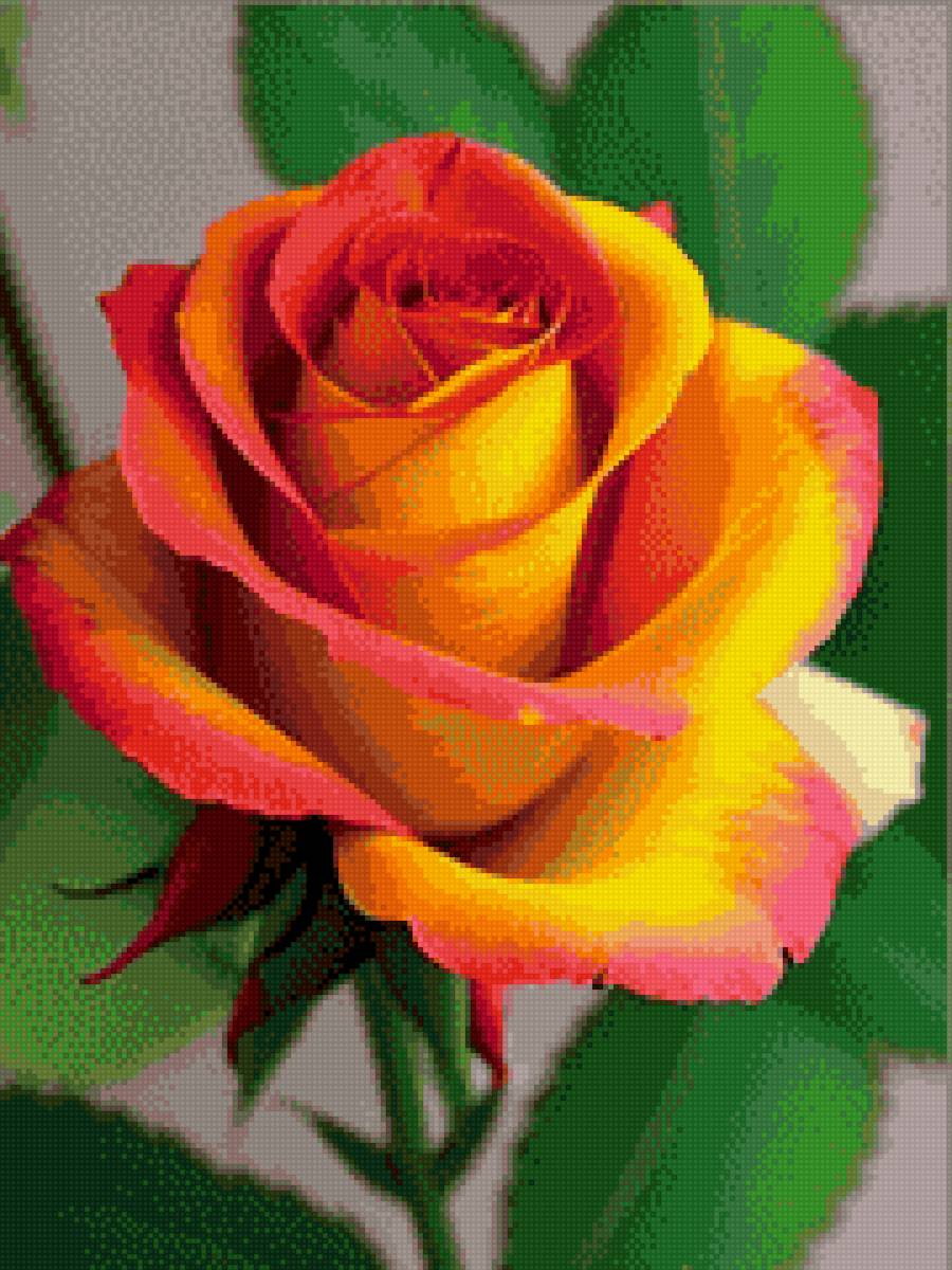 Чайная роза - предпросмотр