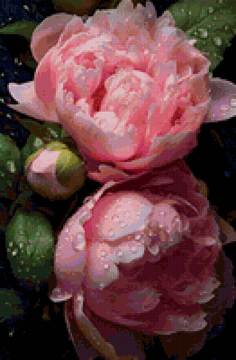 Пионы - предпросмотр