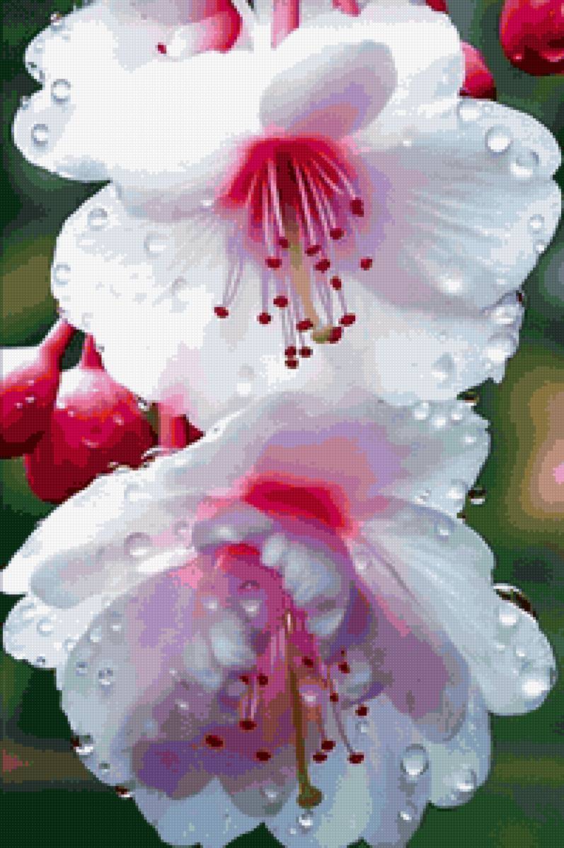 Цветок - предпросмотр