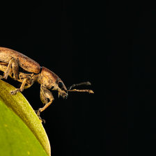 Схема вышивки «Долгоносик»