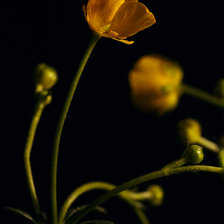 Схема вышивки «Лютик»