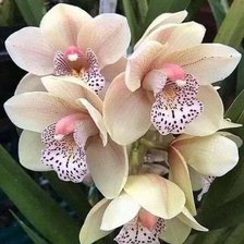 Схема вышивки «Орхидеи»