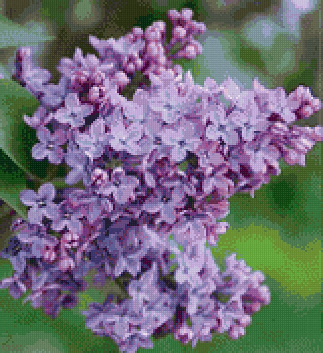 Сирень - сирень - предпросмотр