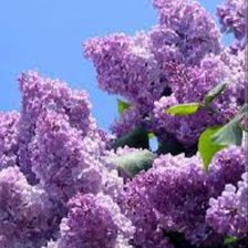 Схема вышивки «Сирень  и небо»