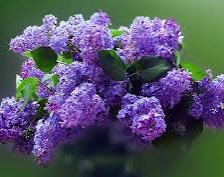 Схема вышивки «Сирень  букет»