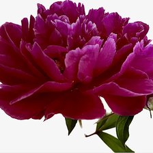 Схема вышивки «Pion»