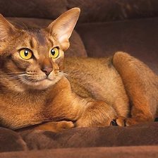 Схема вышивки «кот на диване»