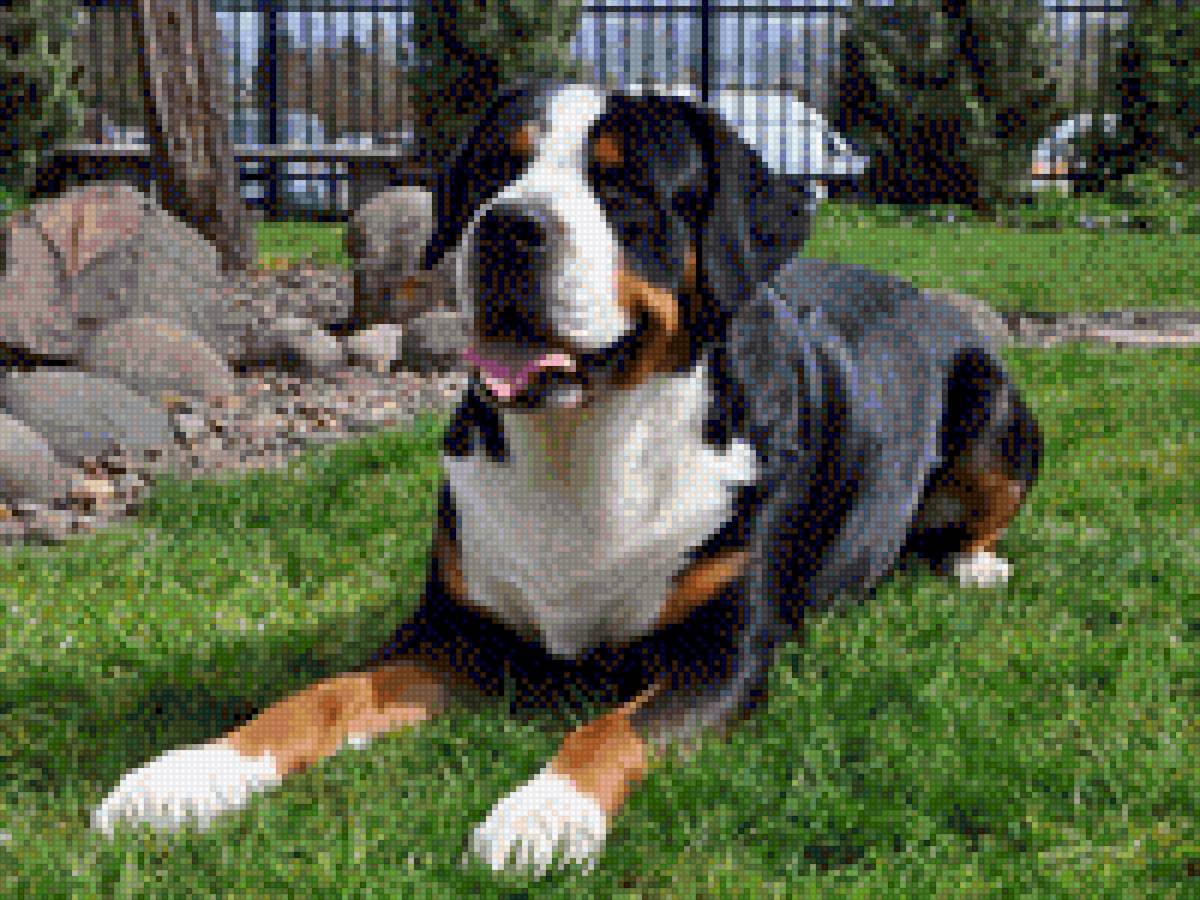 Гросс-зенненхунд - собаки - предпросмотр