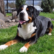 Схема вышивки «Гросс-зенненхунд»