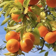 Апельсины 2