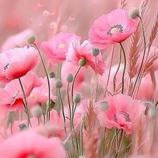 Схема вышивки «Маки»