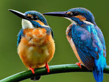 Схема вышивки «птицы»