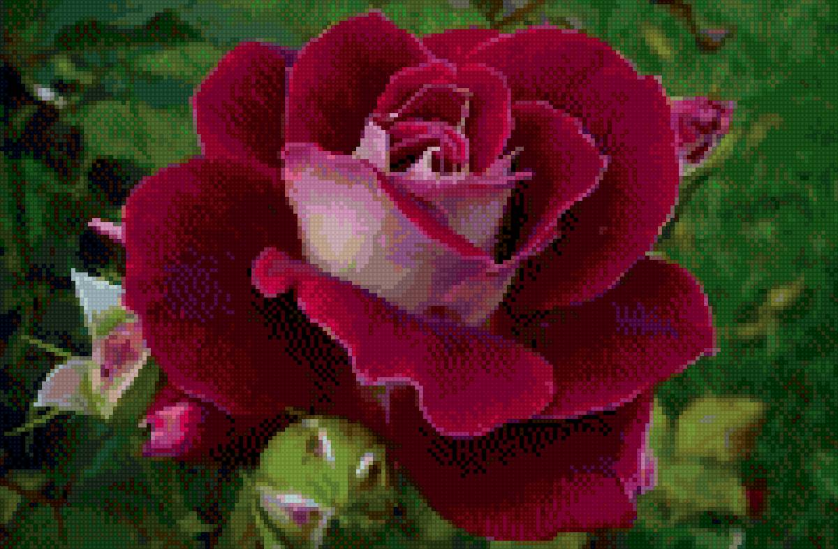 Роза - цветы - предпросмотр